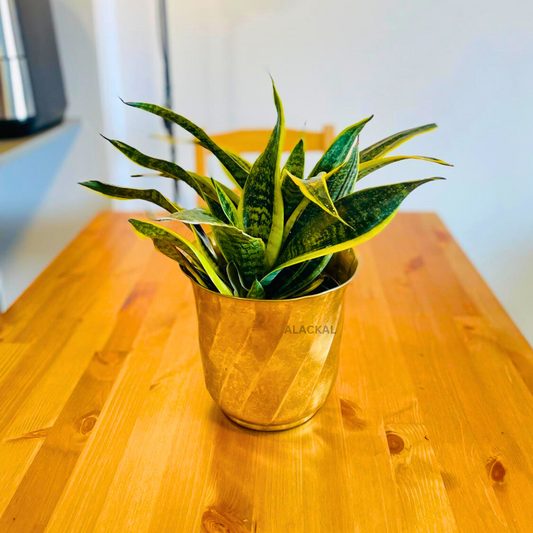 BRASS PLANTER FOR INDOOR PLANTS