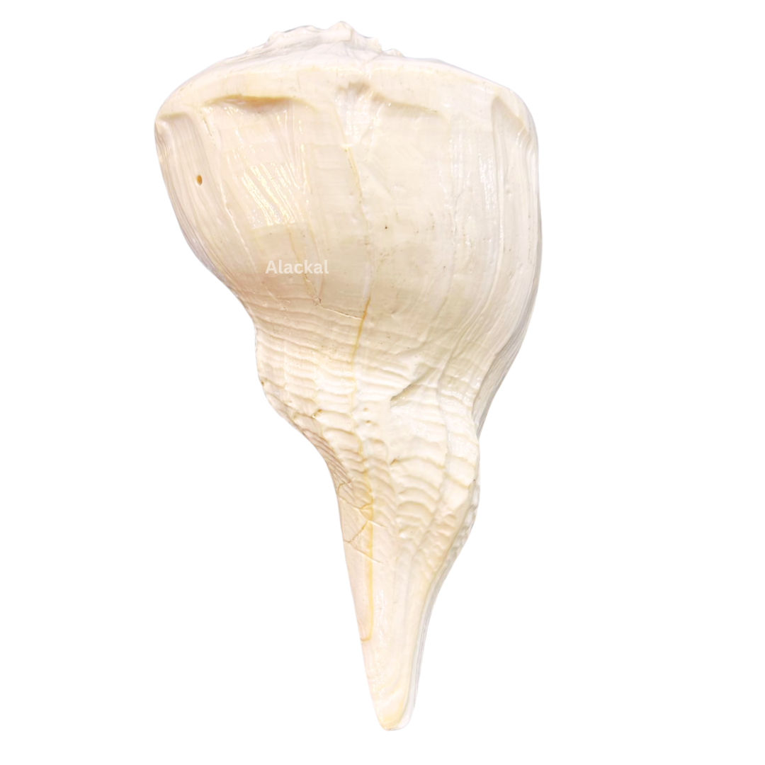 AUTHENTIC DAKSHINAVARTI SHANKH | RIGHT - HANDED CONCH SHELL