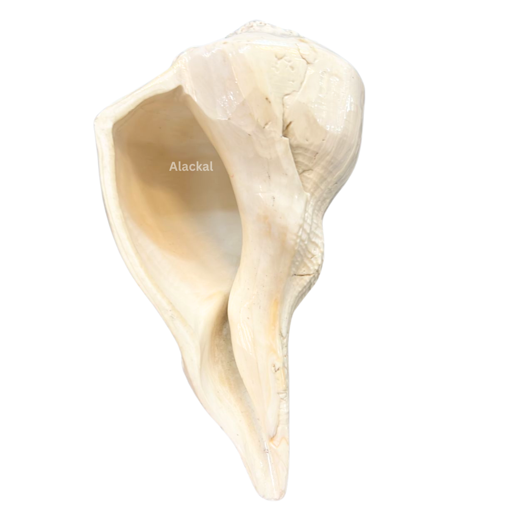 AUTHENTIC DAKSHINAVARTI SHANKH | RIGHT - HANDED CONCH SHELL