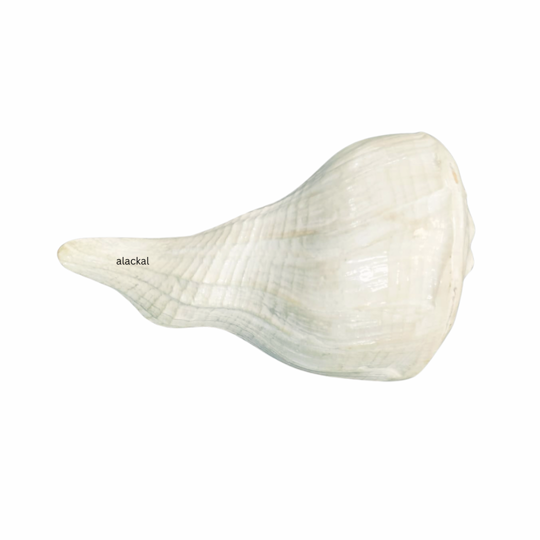 AUTHENTIC DAKSHINAVARTI SHANKH | CONCH SHELL