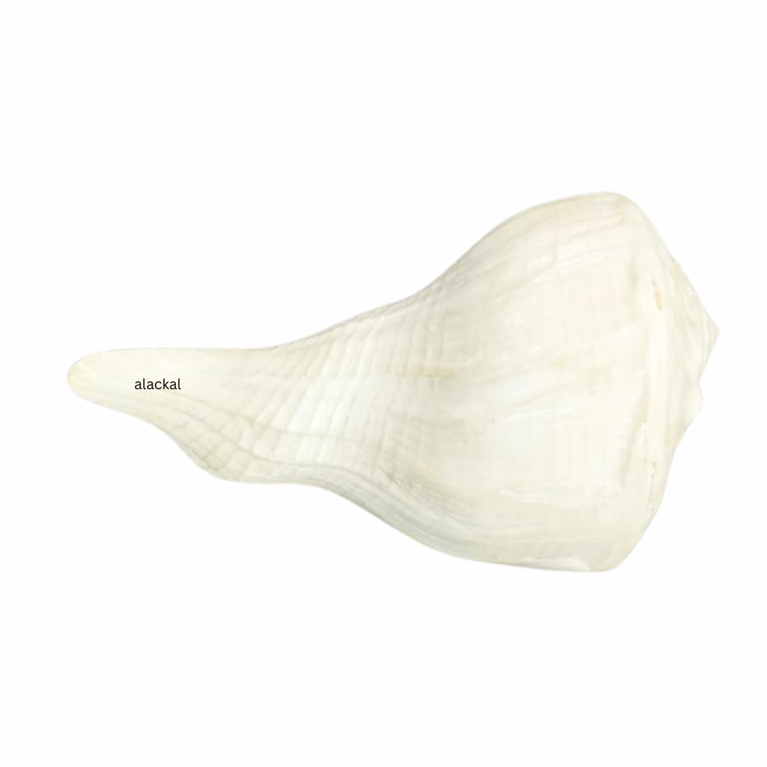 AUTHENTIC DAKSHINAVARTI SHANKH | CONCH SHELL