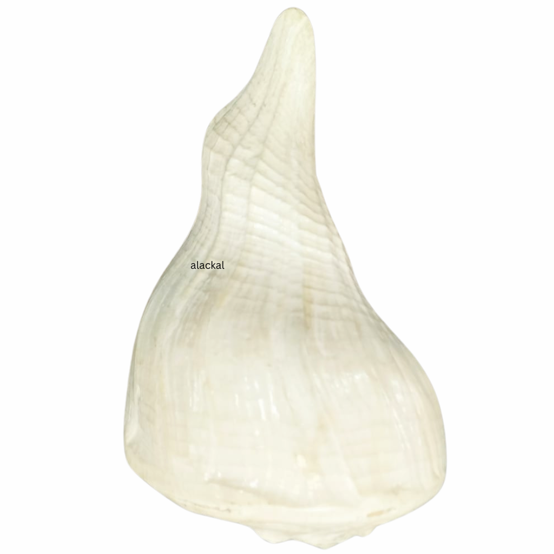 AUTHENTIC DAKSHINAVARTI SHANKH | CONCH SHELL