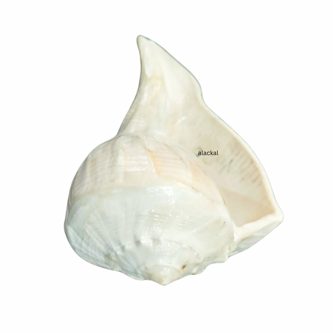 AUTHENTIC DAKSHINAVARTI SHANKH | CONCH SHELL